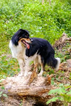 Dog in nature Stock Photos