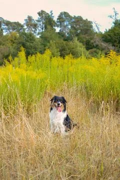 Dog in nature Foto stock