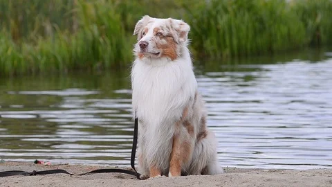 Dog near the river posing Video stock 101969932