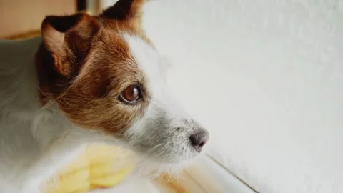 A dog near the window is looking outside with interest. Stock Footage 253560635
