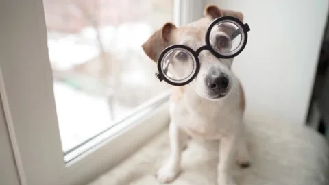Dog nerd glasses funny smart looking at camera Vídeo Stock 168250642