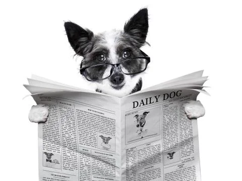 Dog newspaper Stock Illustration