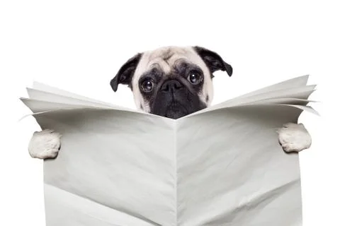 Dog newspaper Stock Photos
