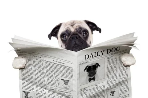 Dog newspaper Stock Photos