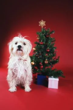 Dog next to Christmas tree Stock Photos