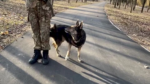 Dog next to a military instructor. command turn and look at the instructor 動画素材 273038462