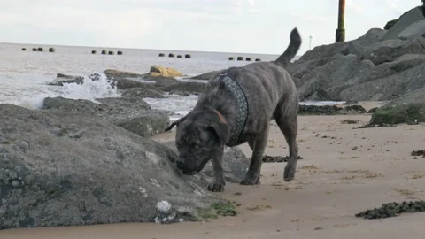 Dog Next to Rock At The Beach Stock-Footage 132066202
