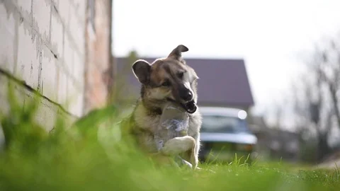 Dog nibbles on plastic bottle Stock Footage 129082489