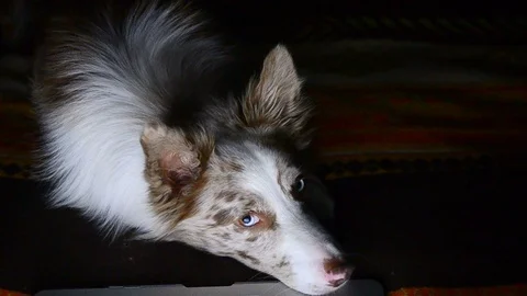 Dog in the night looking curious Stock Footage 102254175