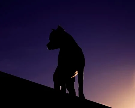 Dog in the night Stockfoto's
