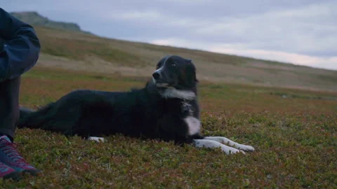 Dog in norway Stock Footage 285523447