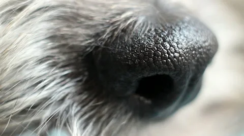 Dog nose Stockbeeldmateriaal 68299516