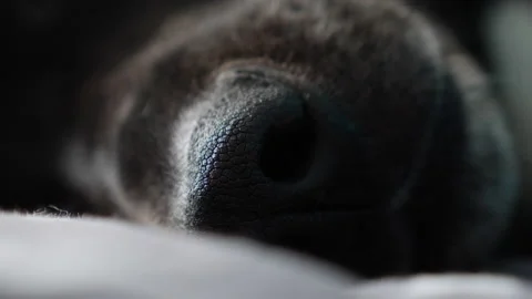 Dog nose Stock Footage 131433283