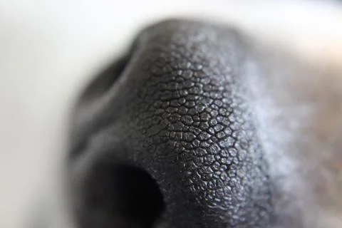 Dog Nose Macro Stock Photos