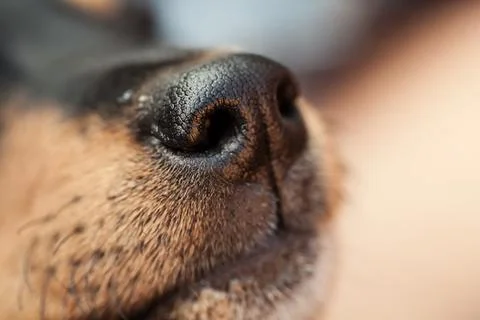Dog nose Stock Photos
