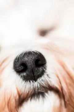 Dog nose Stock Photos
