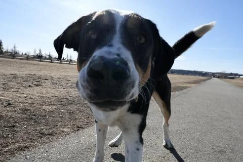 Dog Nose Fotos de archivo