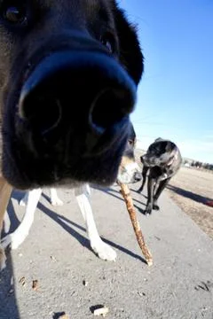 Dog nose Fotos de archivo