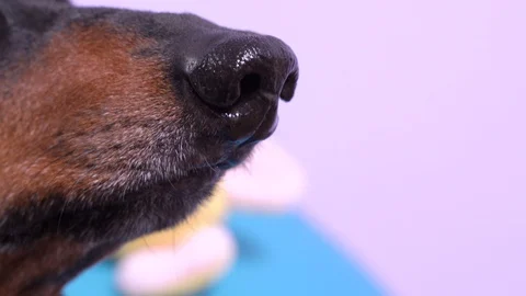 Dog nose sniffs on blurred background, close up. Stock Footage 129793295