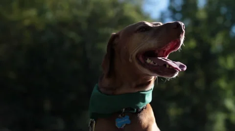 Dog in Obedience Training With Happy Expression Stock Footage 32049538