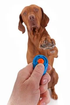 Dog obedience training Stock Photos