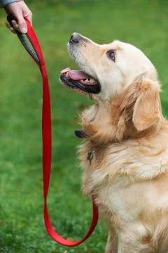 Dog Obedience Training Stock Photos