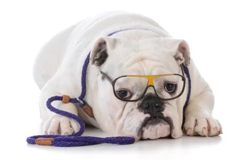 Dog obedience training Stock Photos