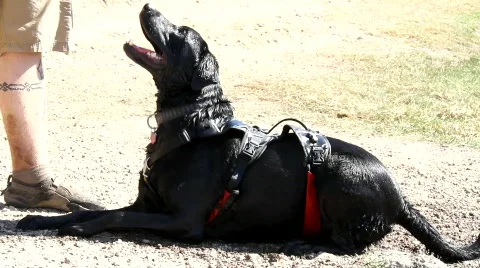 Dog Master Stock Video Footage | Royalty Free Dog Master Videos | Pond5