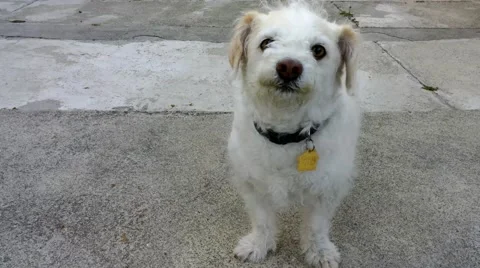 Dog Obeying Sit Command Stock Footage 48667755