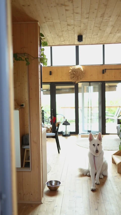 Dog obeys command to sit wooden house near his iron bowl hedgehogs Video stock 246549212