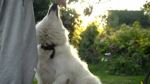 The dog obeys its owners command to sit and is then petted as a reward for its Video stock 316631746