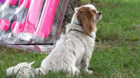 The dog observes the arrival of the master and wags its tail with joy Stock Footage 247011080