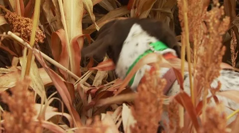 Dog observing while hunting pheasant in ranch Stock Footage 54593643