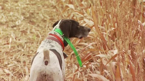 Dog observing while hunting pheasant Video stock 54593750