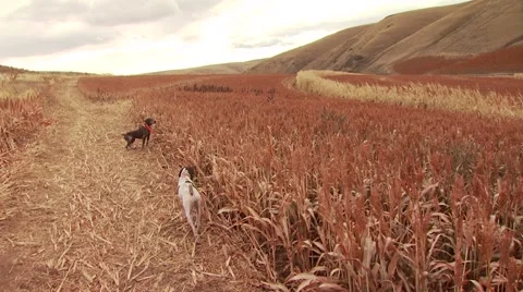 Dog observing while hunting pheasant in ranch Stock Footage 54593775