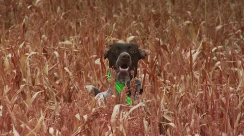 Dog observing while hunting pheasant in ranch Stock Footage 54593897