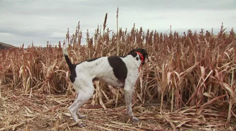 Dog observing while hunting pheasant Stock Footage 54593902
