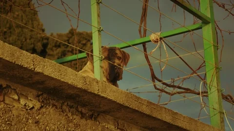 Dog observing the world from a high wall in a quiet neighborhood at sunset Stock Footage 313731368