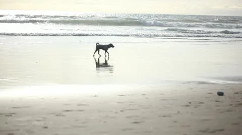 Dog on the ocean beach Stock Footage 22113643