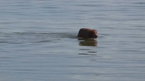 Dog in the ocean 스톡 동영상 7605231