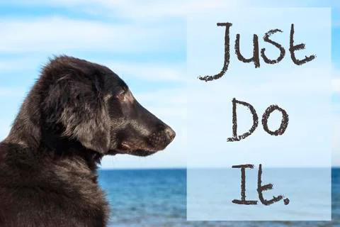 Dog At Ocean, Text Just Do It Stock Photos