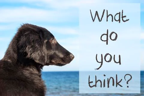 Dog At Ocean, Text What Do You Think Stock Photos
