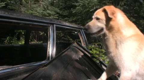 Dog with old car Vídeo Stock 507105