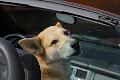 The dog in the open car. Stock Photos