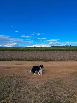 Dog in Open Fields Stock Photos