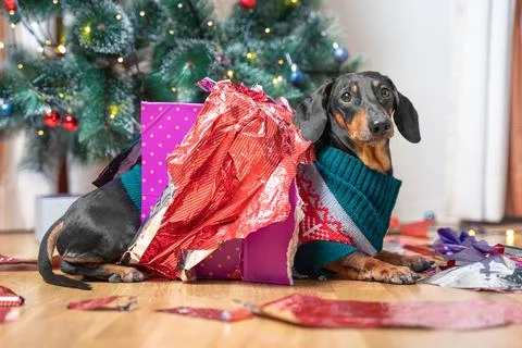 Dog opened present under tree on Christmas Eve, sits next wrappers displeased Stock Photos