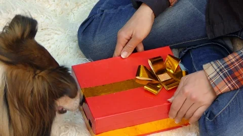 The dog opens a gift in which lie the cookies Stock Footage 83411534