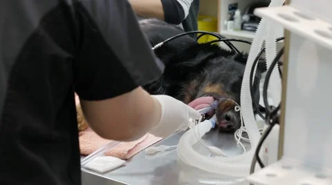 Dog on operating table has tube inserted into mouth while under anesthetic. Stock-Footage 55744172