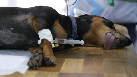 The dog is on the operating table under anesthesia.The concept of pet care Stock Footage 171162949
