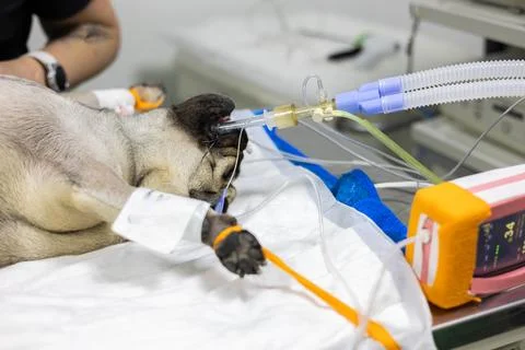 A dog on the operating table under anesthesia with vital signs monitoring Stock Photos